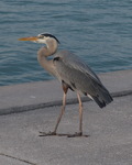 WFD 2021 Birdie