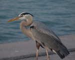 WFD 2021 Birdie #2